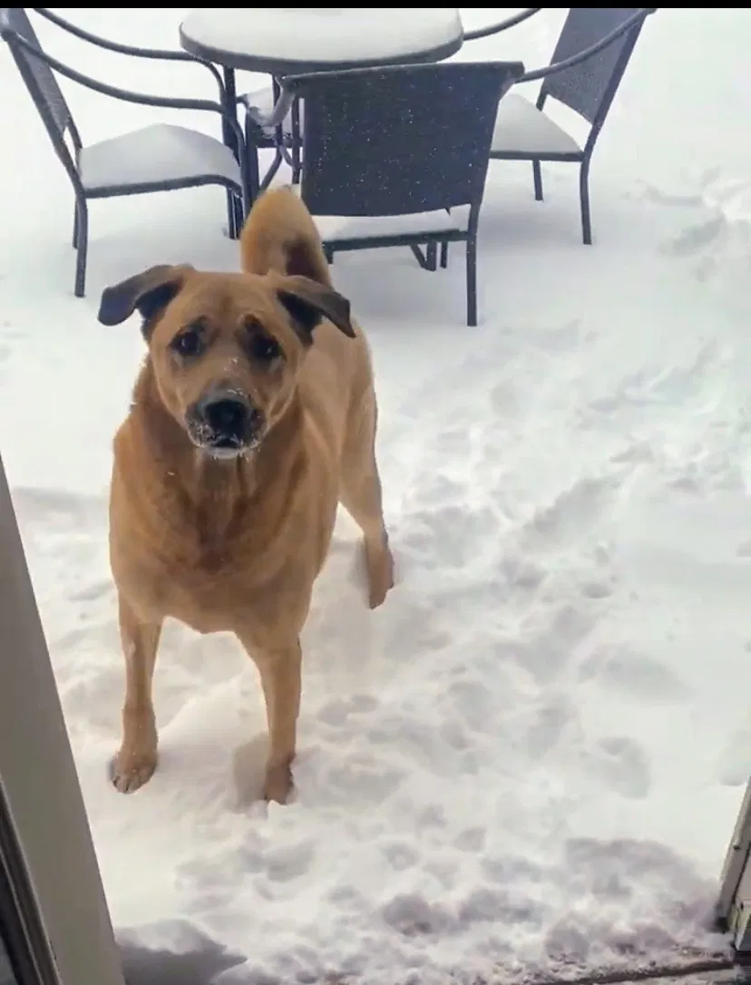 Lost dog in Munford, TN, 38058