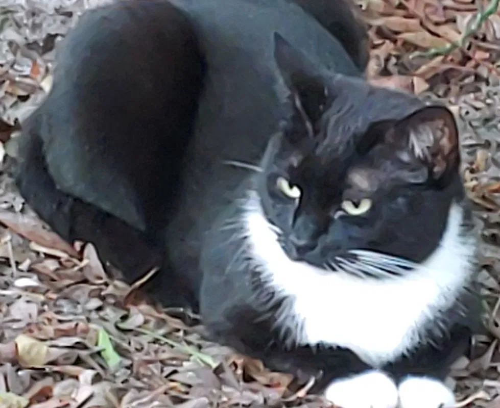 Lost cat in Orlando, FL, 32821