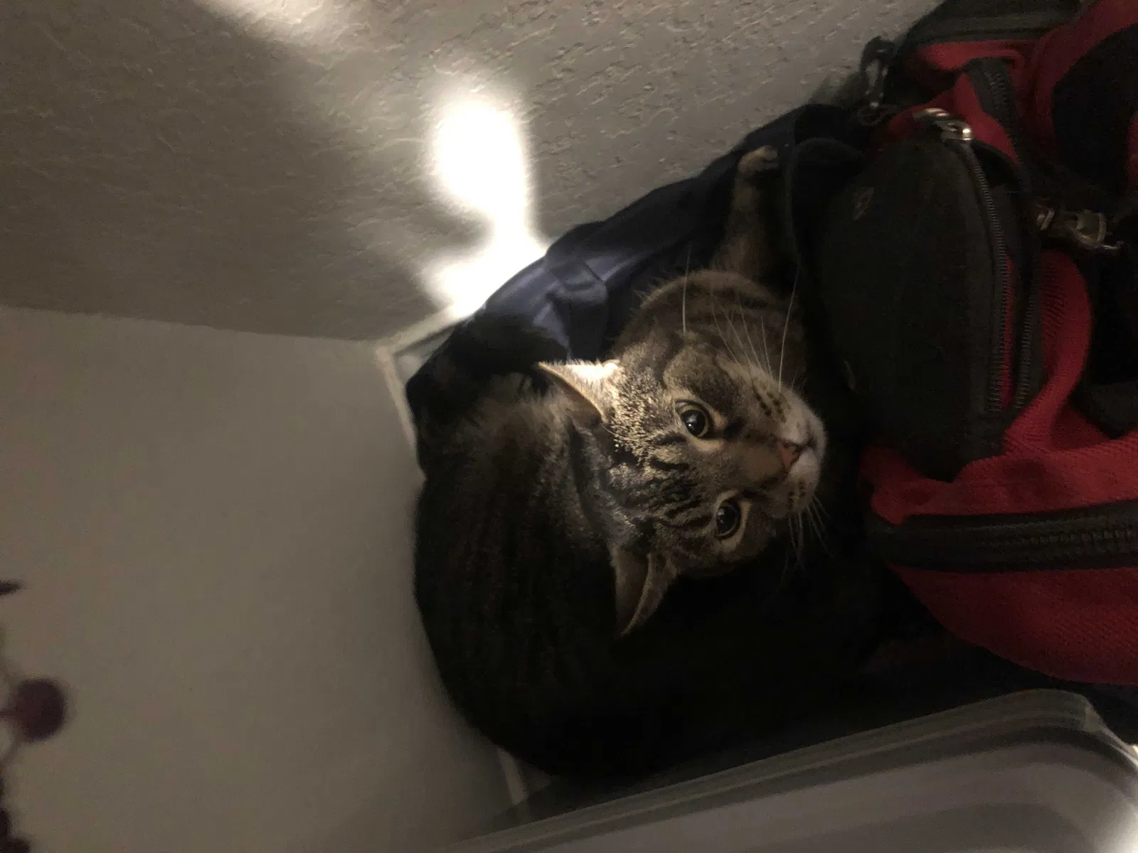Lost cat in New Braunfels, TX, 78130