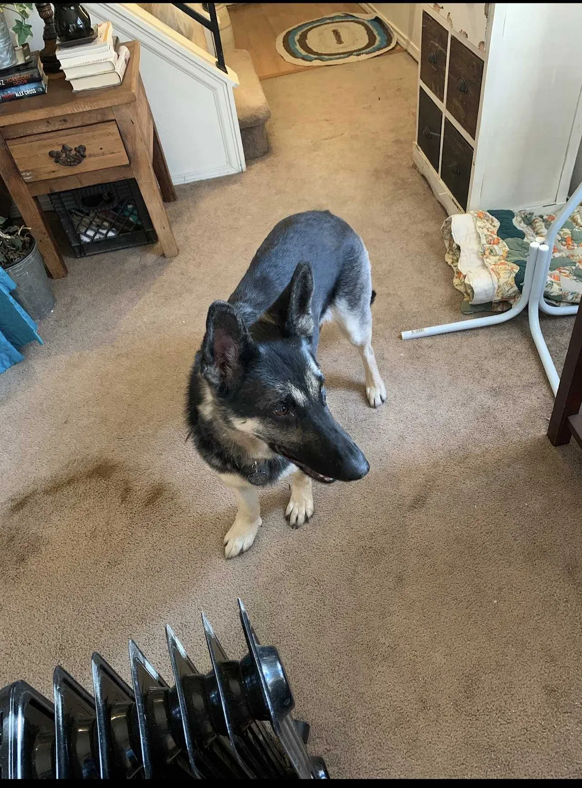 Lost dog in Thornton, CO, 80241