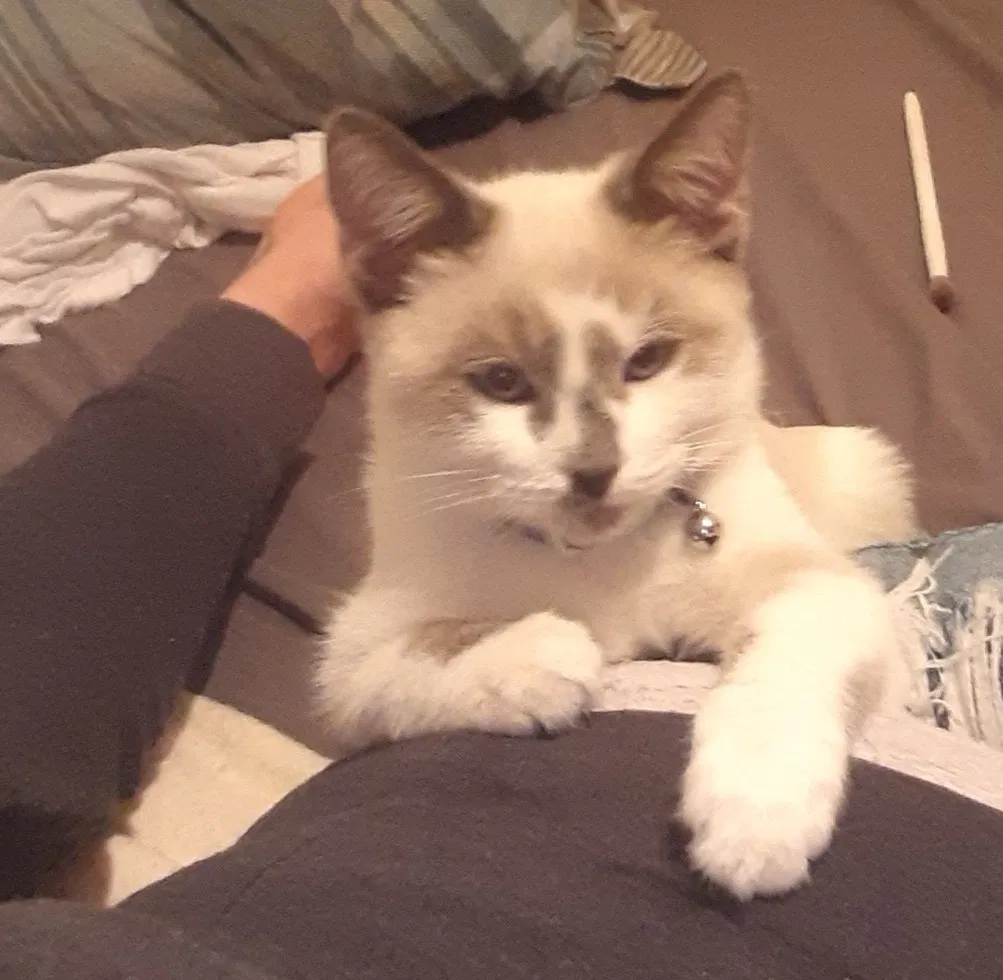 Lost cat in Visalia, CA, 93292