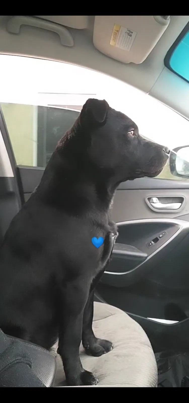 Lost dog in Santa Fe, NM, 87501
