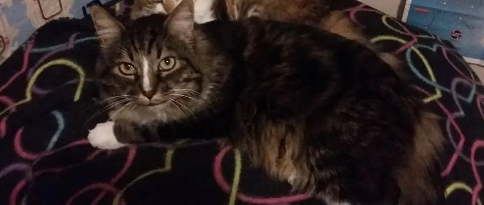 Lost cat in Fairfield, CA, 94534
