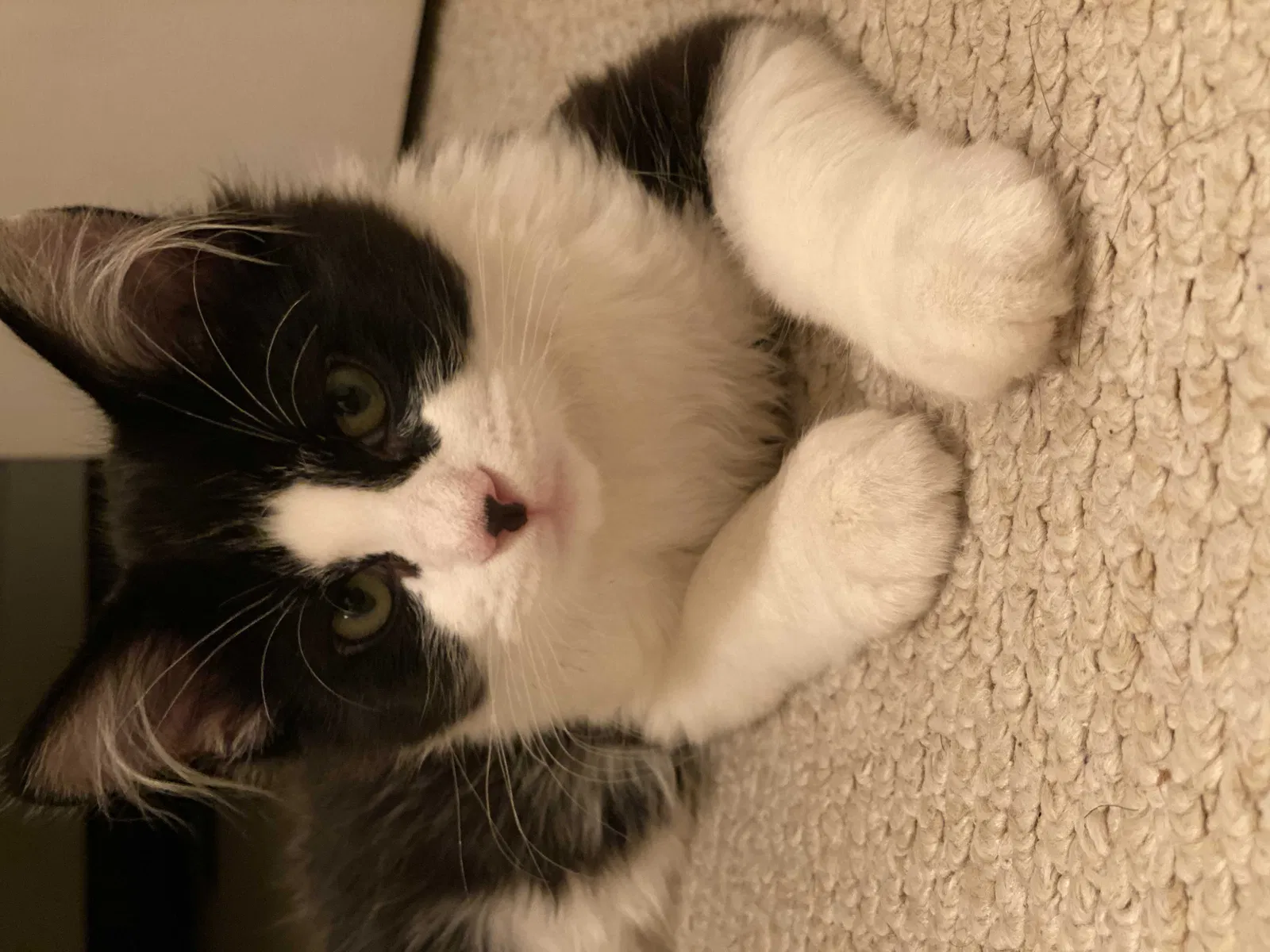 Lost cat in Chicago, IL, 60626