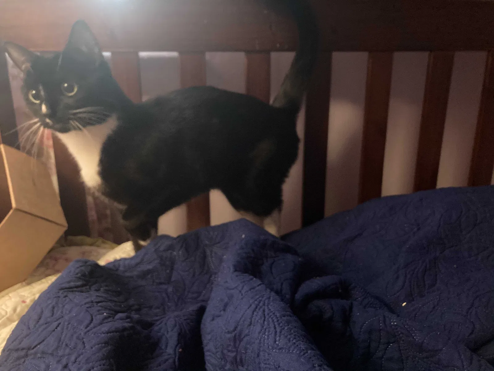 Lost cat in Bayside, NY, 11361
