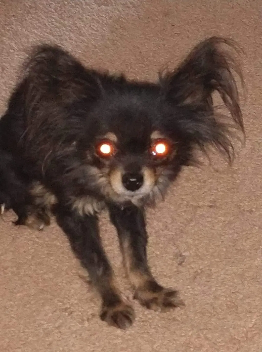 Lost dog in Phoenix, AZ, 85014