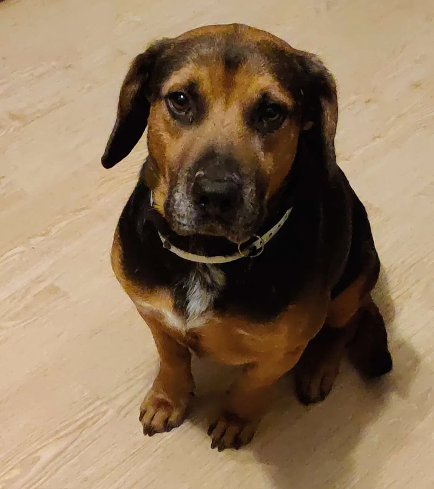 Lost dog in Kansas City, MO, 64119