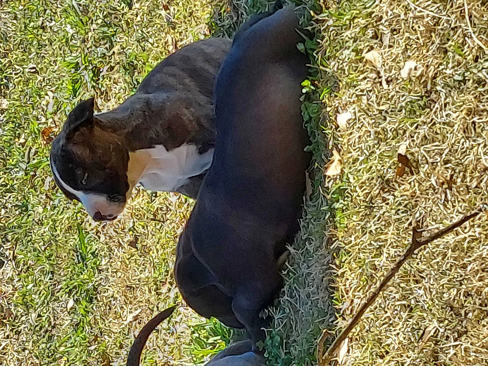 Lost dog in Tulsa, OK, 74145