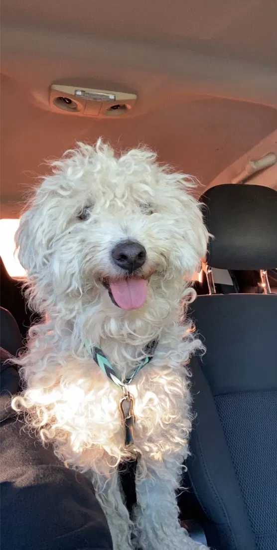Lost dog in San Bernardino, CA, 92410