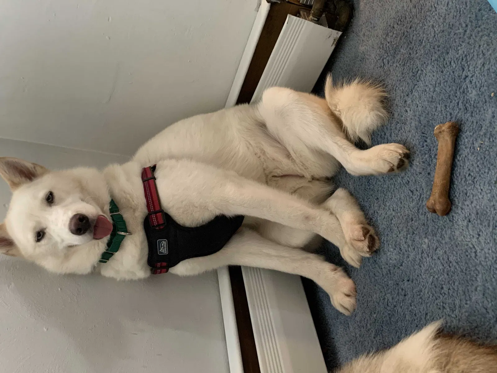 Lost dog in Belle Vernon, PA, 15012