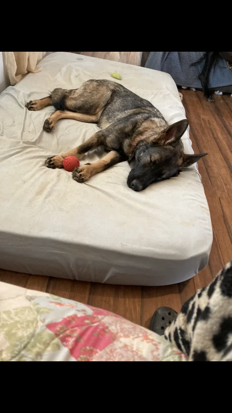 Lost dog in Leon, WV, 25123