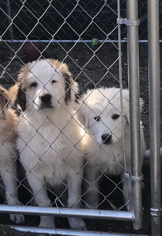 Lost dog in Defiance, OH, 43512