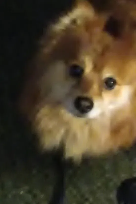 Lost dog in Tulsa, OK, 74110
