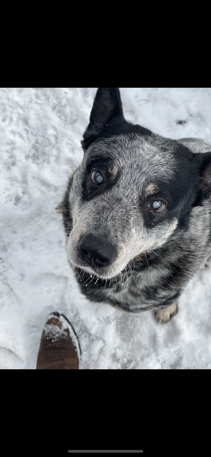 Lost dog in Spring, TX, 77381