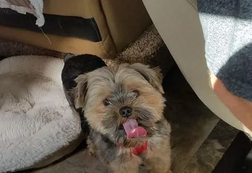 Lost dog in San Antonio, TX, 78222