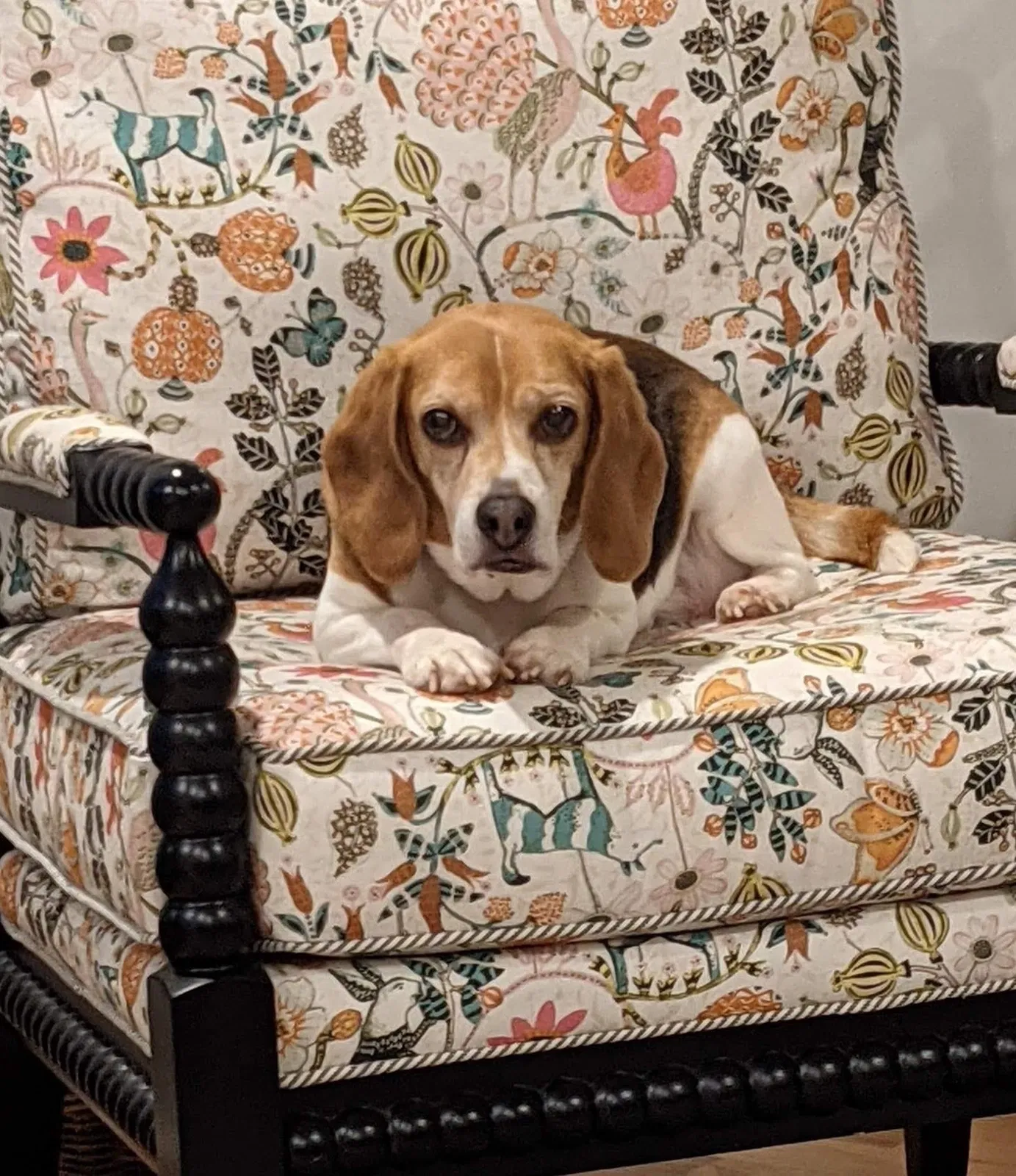 Lost dog in Fennville, MI, 49408