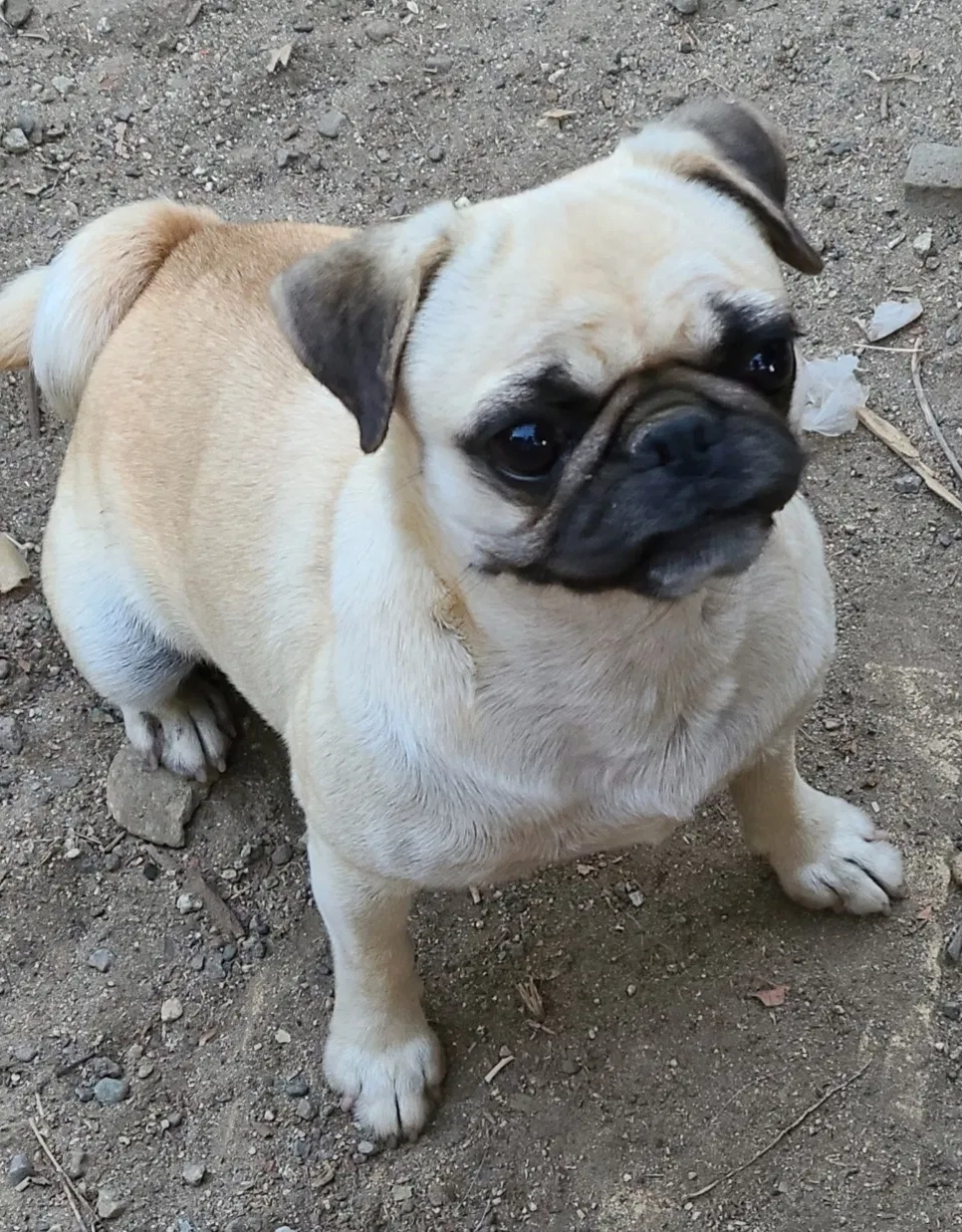 Lost dog in Fontana, CA, 92335