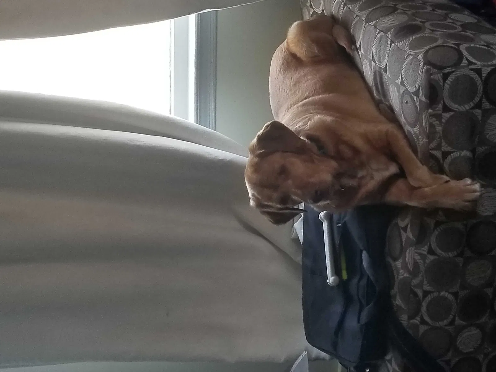 Lost dog in Unknown, NY, 12772