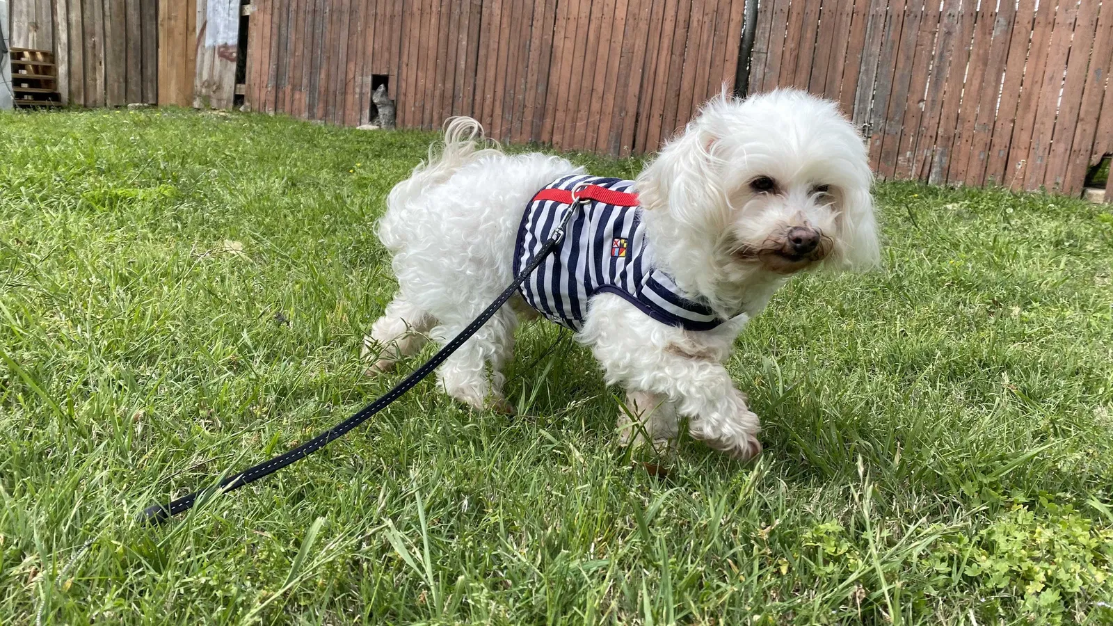 Lost dog in Dallas, TX, 75216