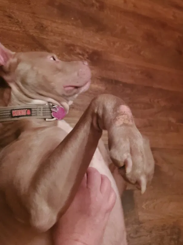 Lost dog in Kelso, WA, 98626