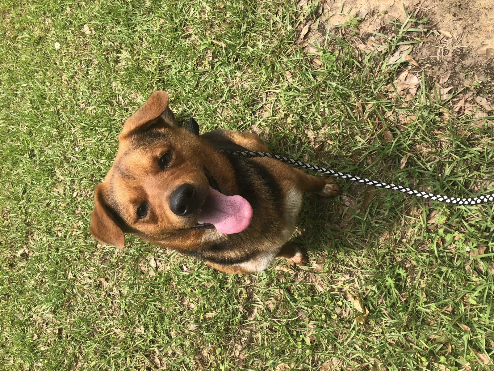 Found dog in Ringgold, LA, 71068