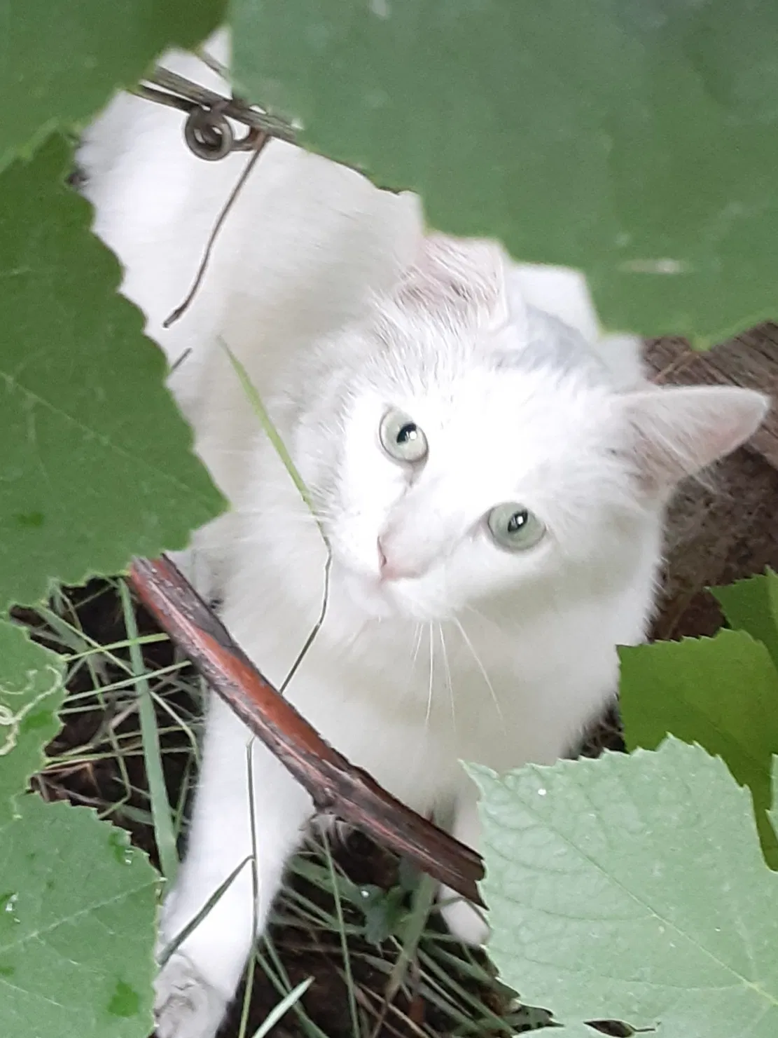 Lost cat in Boise, ID, 83709