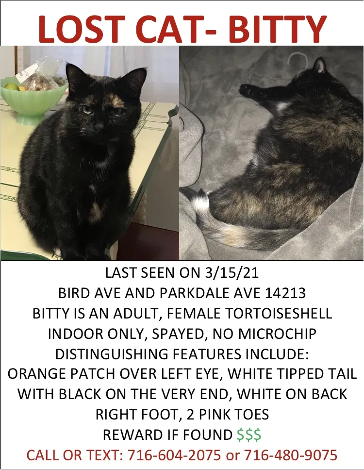 Lost cat in Buffalo, NY, 14213