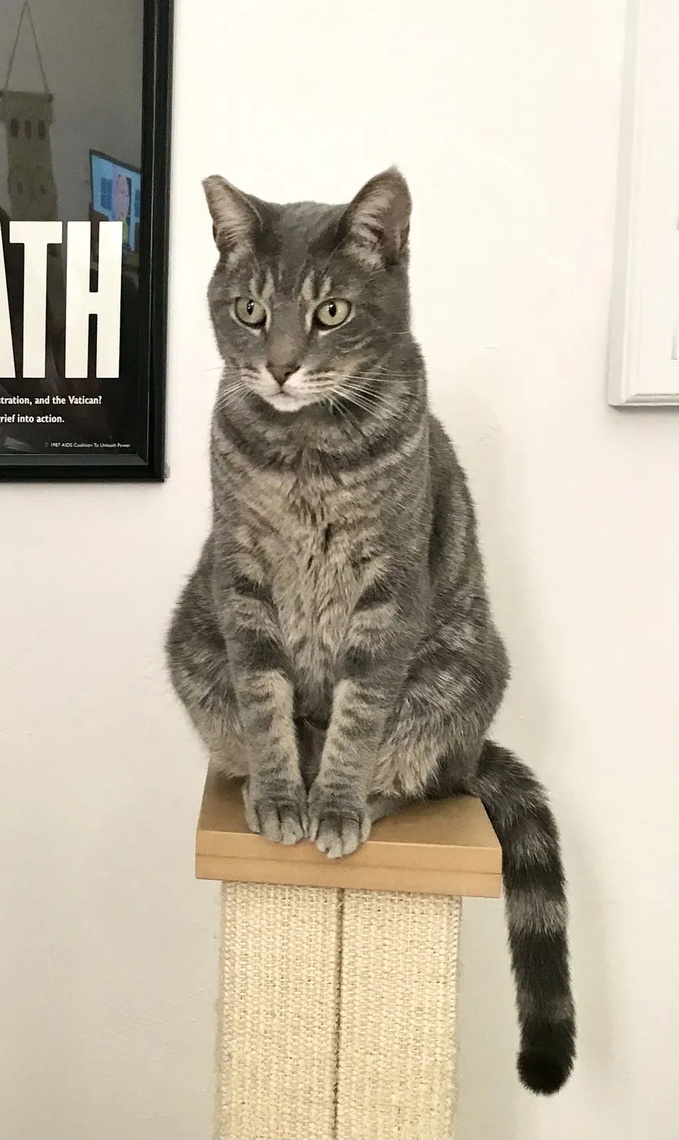 Lost cat in Miami Beach, FL, 33140