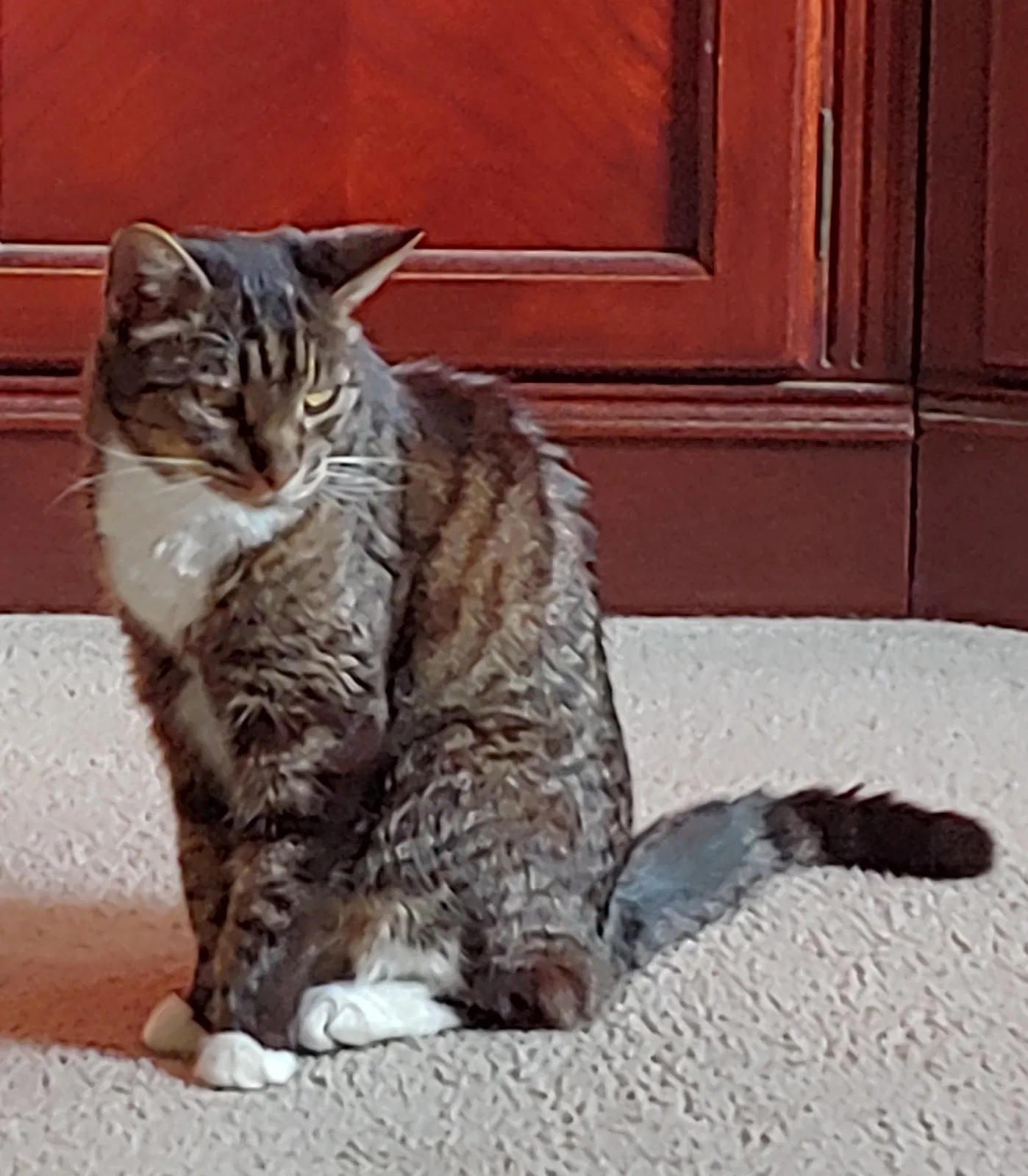 Lost cat in Humble, TX, 77346