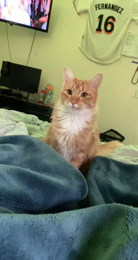 Lost cat in Gilbert, AZ, 85295