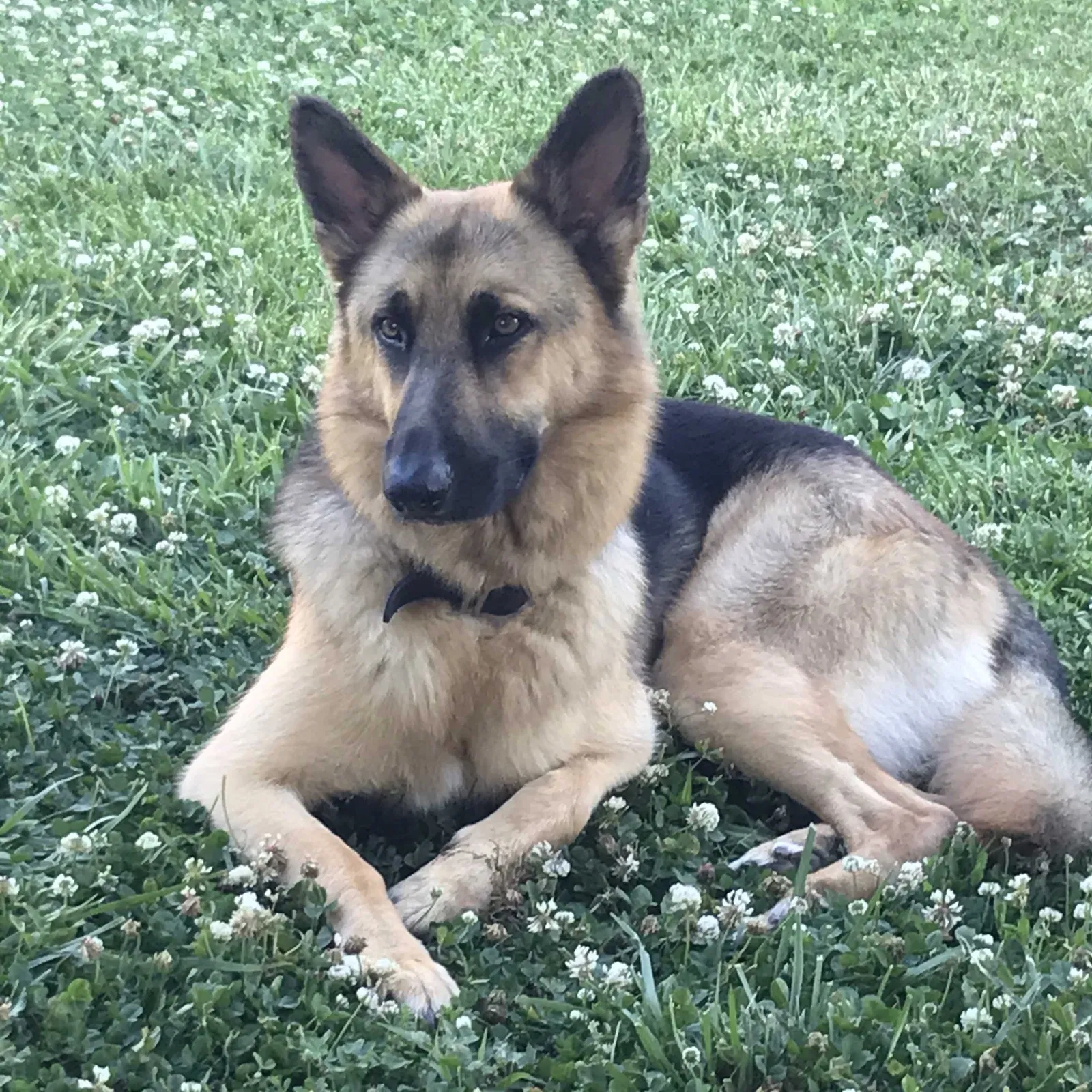 Lost dog in Greenville, TX, 75401