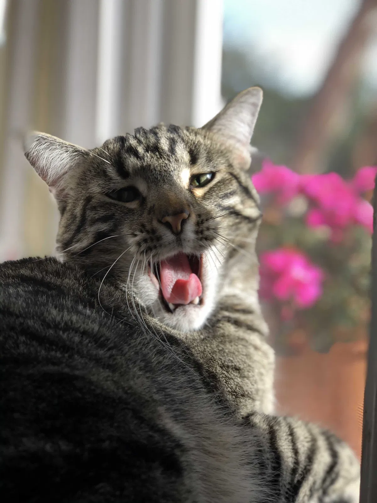 Lost cat in Los Angeles, CA, 90027