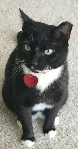 Lost cat in Silver Spring, MD, 20910