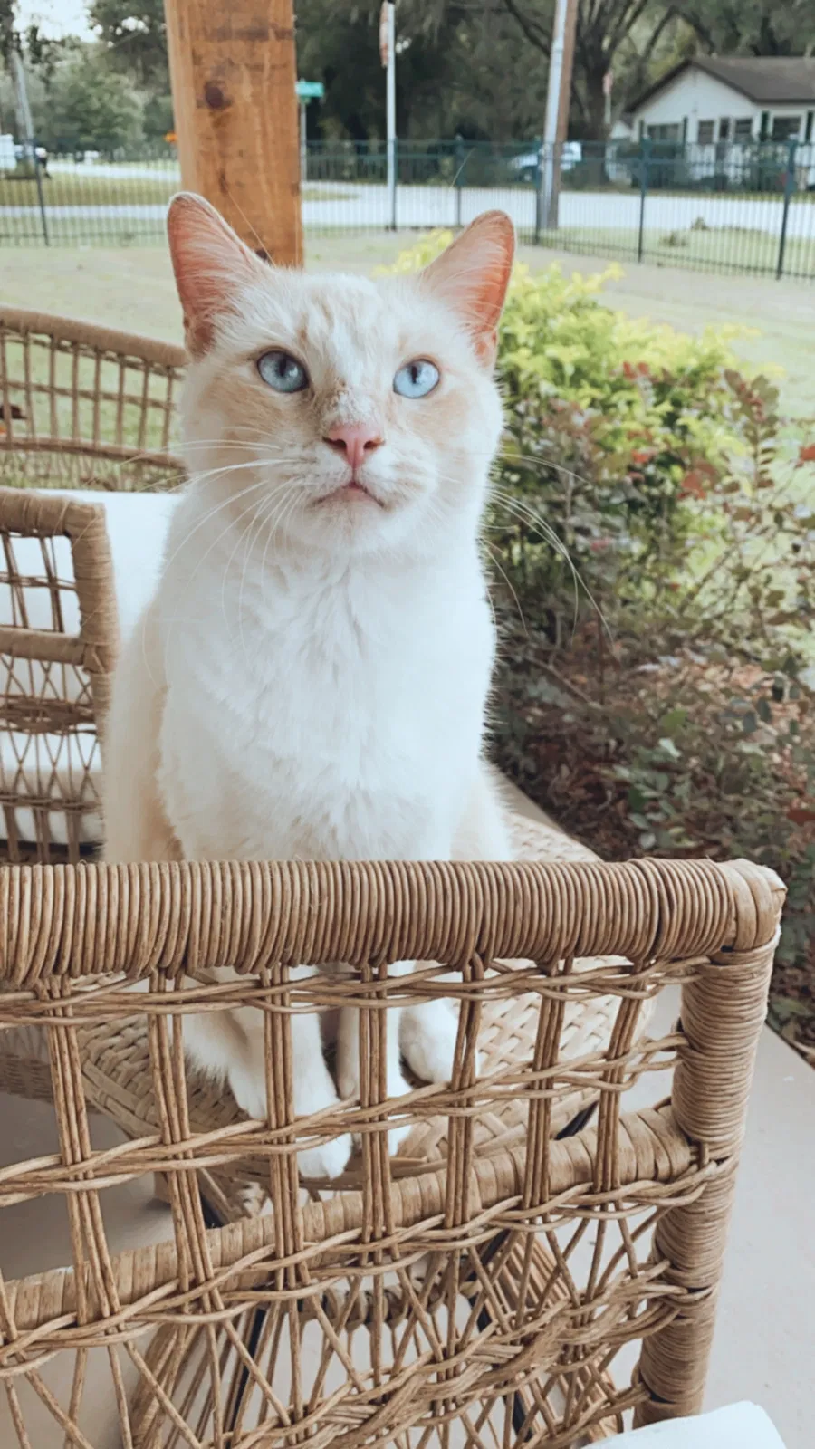 Lost cat in Lakeland, FL, 33811