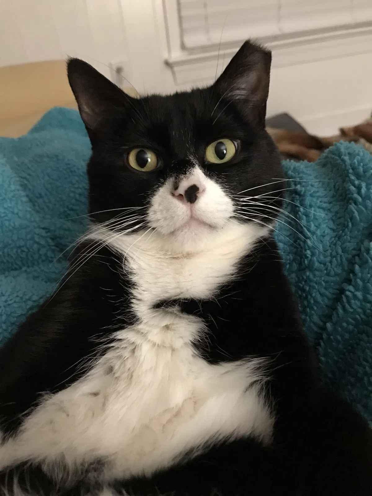 Lost cat in Chesterfield, VA, 23838