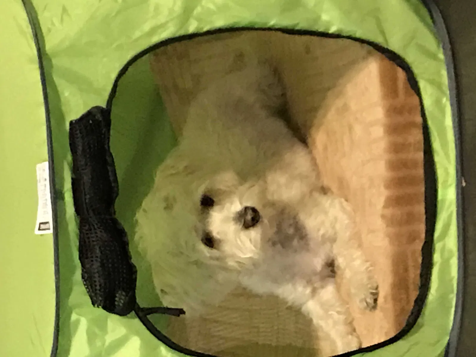 Lost dog in Grand Prairie, TX, 75052