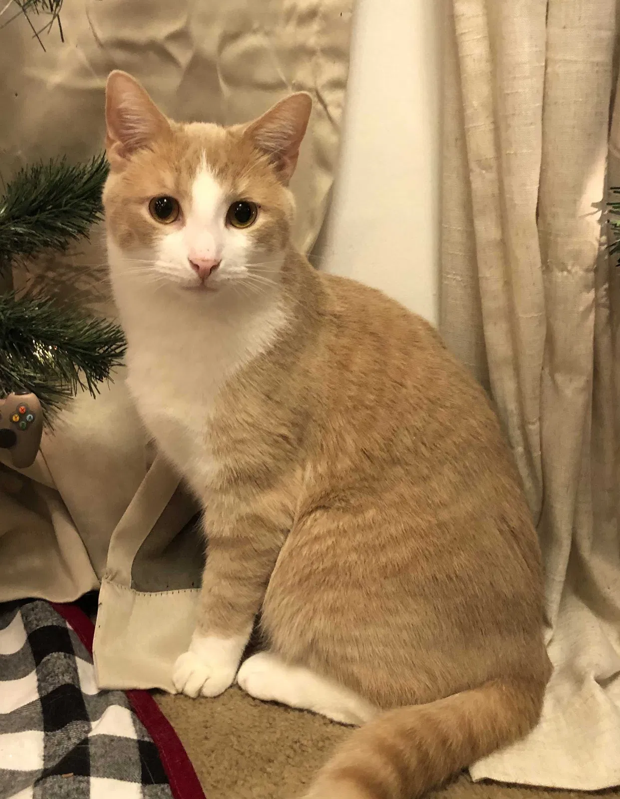 Lost cat in Martinsburg, WV, 25401
