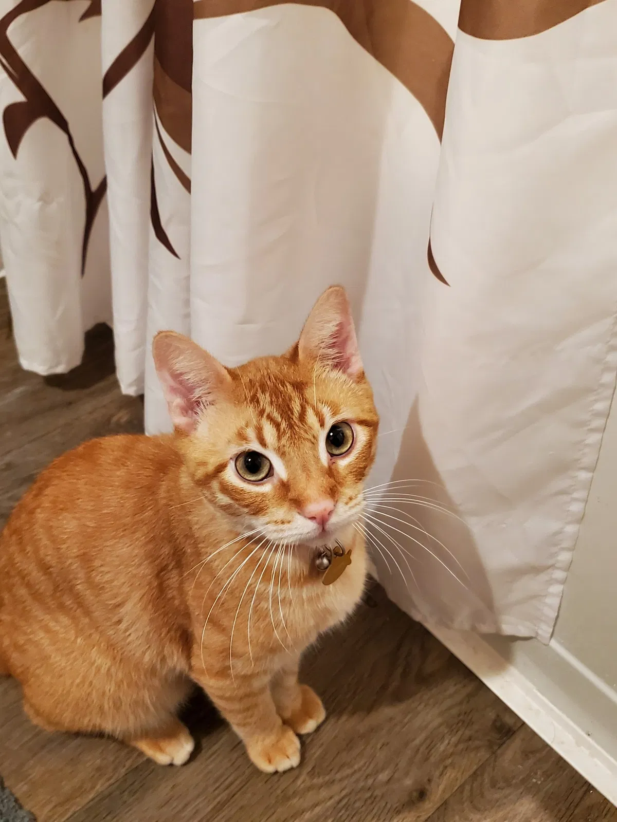 Lost cat in Katy, TX, 77449