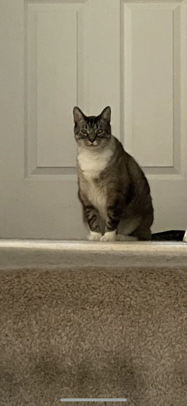 Lost cat in Somonauk, IL, 60552