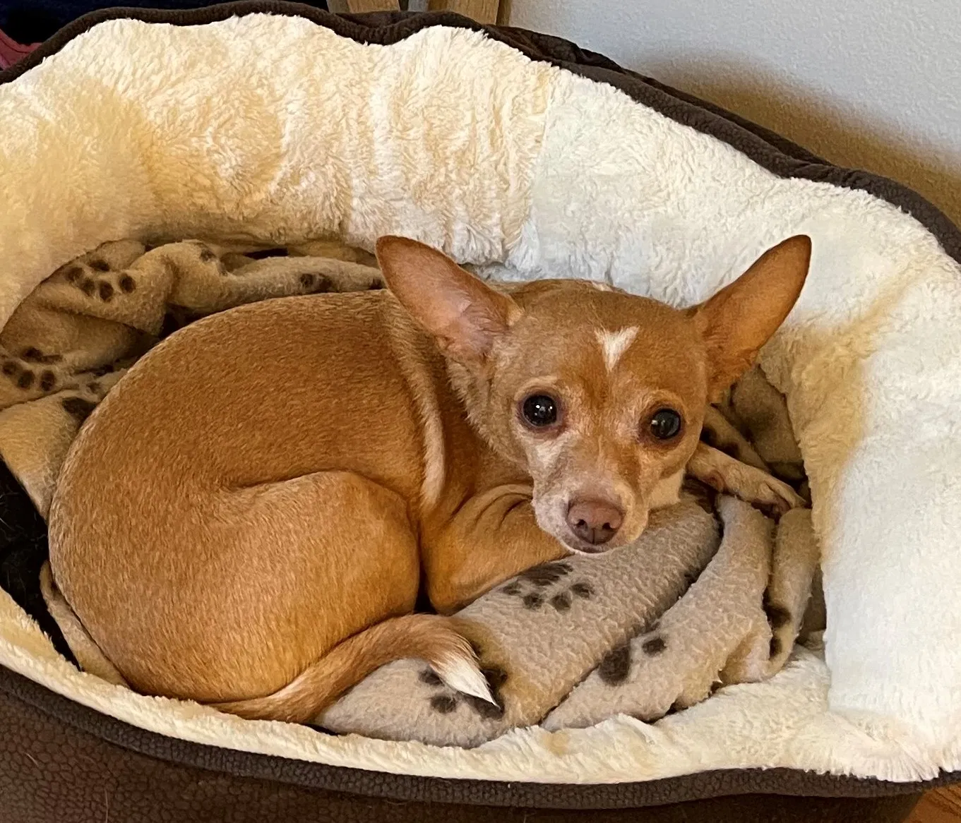 Lost dog in Portland, OR, 97223