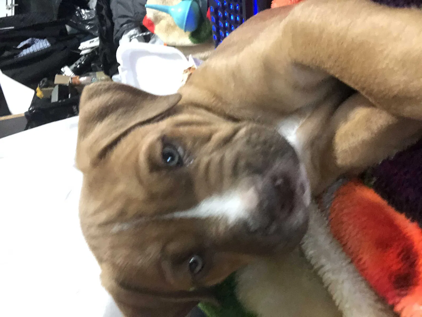 Lost dog in Anaheim, CA, 92804