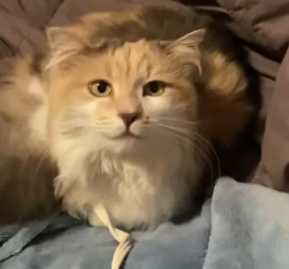 Lost cat in Centralia, WA, 98531