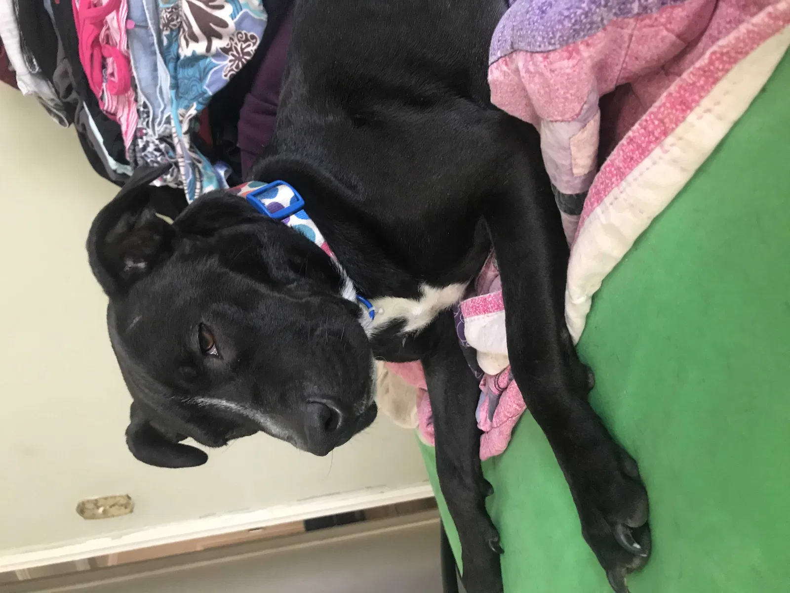 Lost dog in Tulsa, OK, 74115