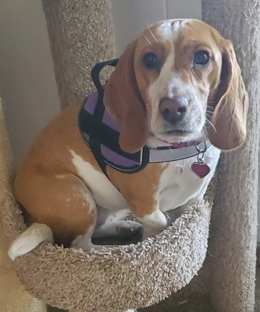 Lost dog in Tucson, AZ, 85704
