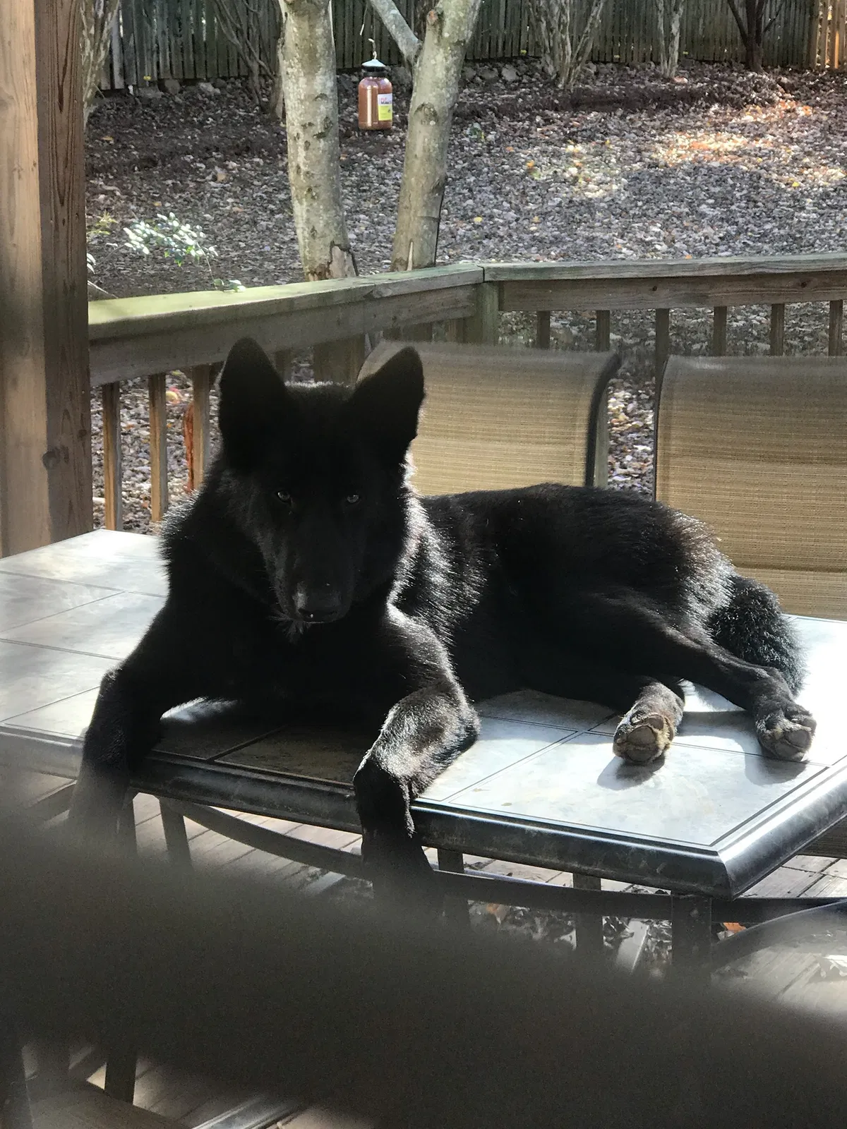 Lost dog in Huntersville, NC, 28078