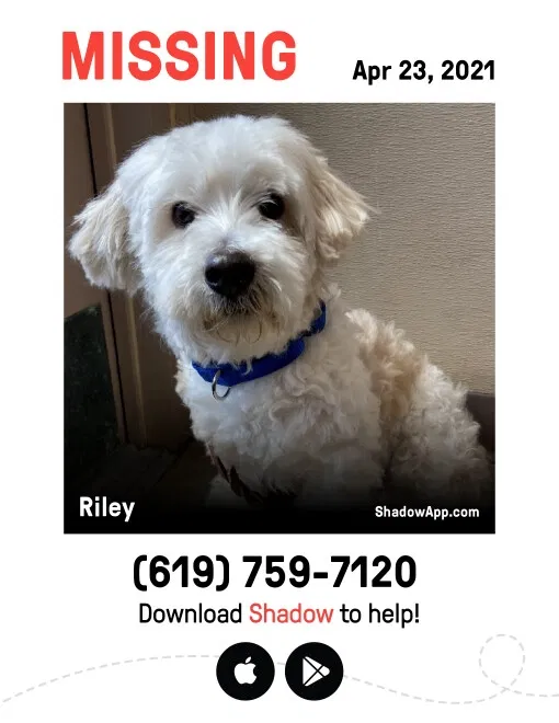 Lost dog in El Cajon, CA, 92021