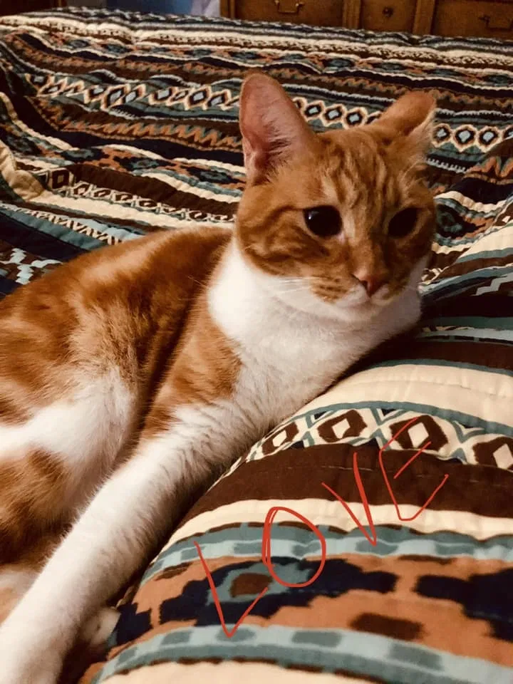Lost cat in Saint Louis, MO, 63126