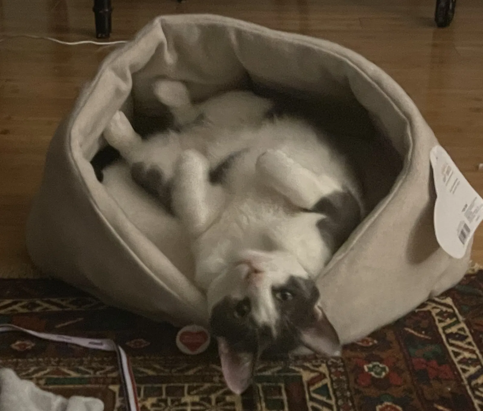 Lost cat in Minneapolis, MN, 55435