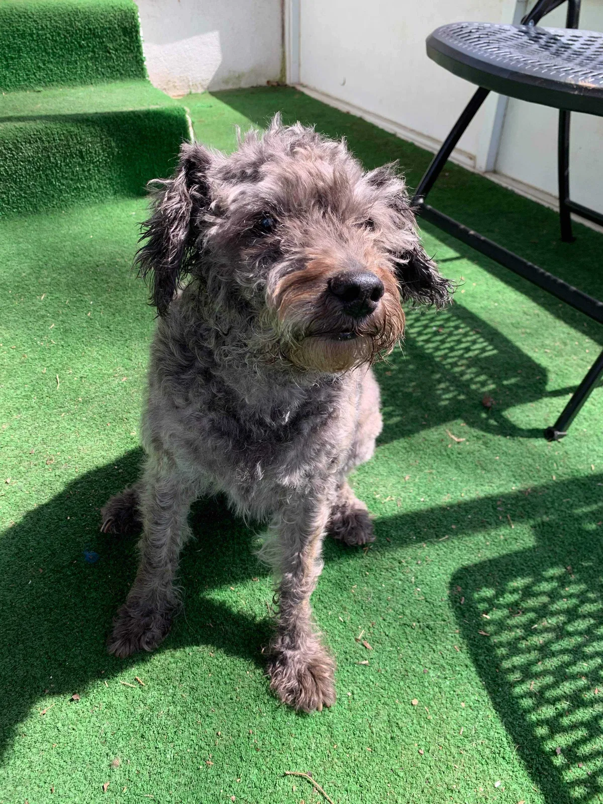 Lost dog in Medford, NJ, 8055