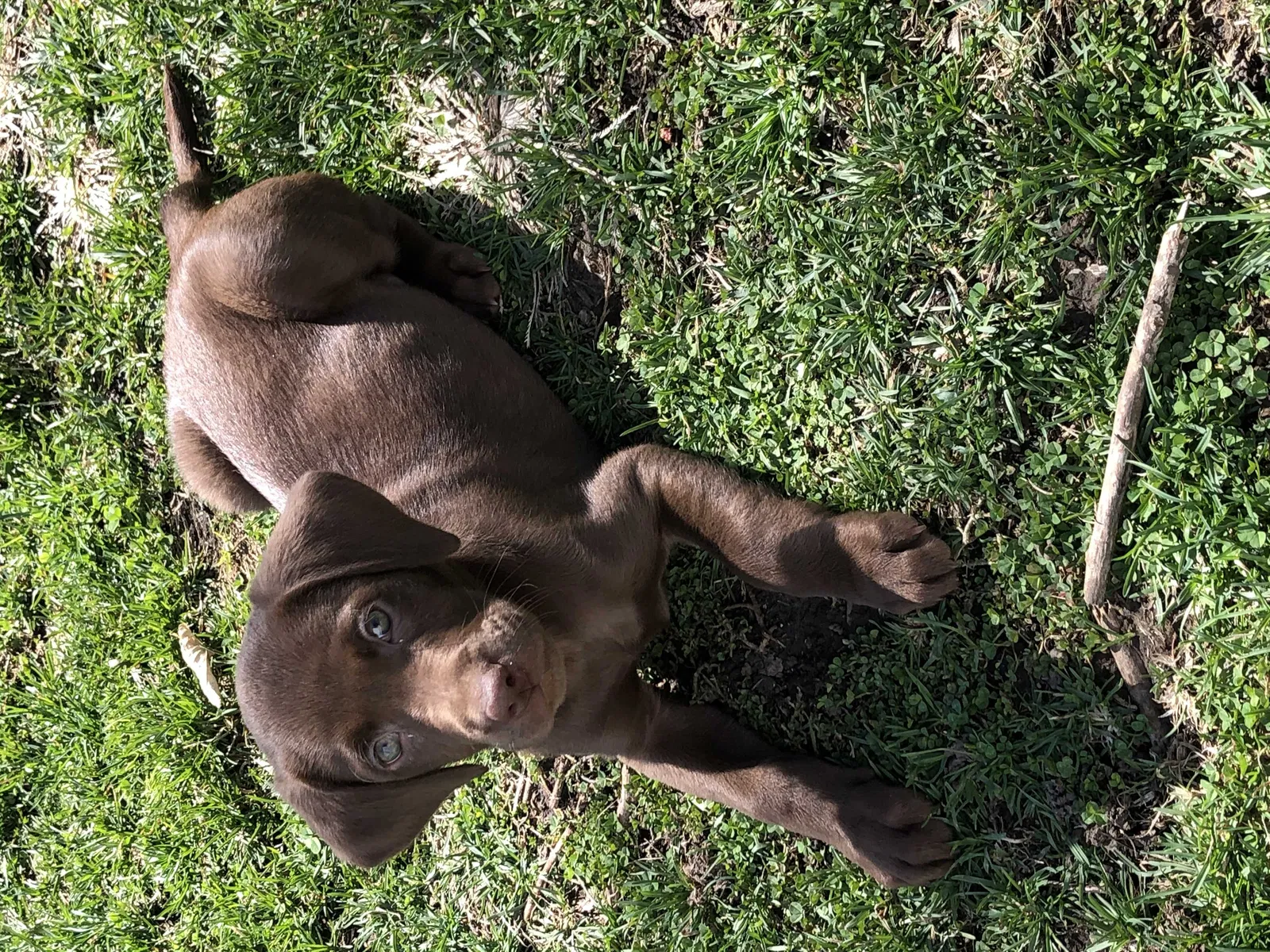 Lost dog in Omaha, NE, 68111